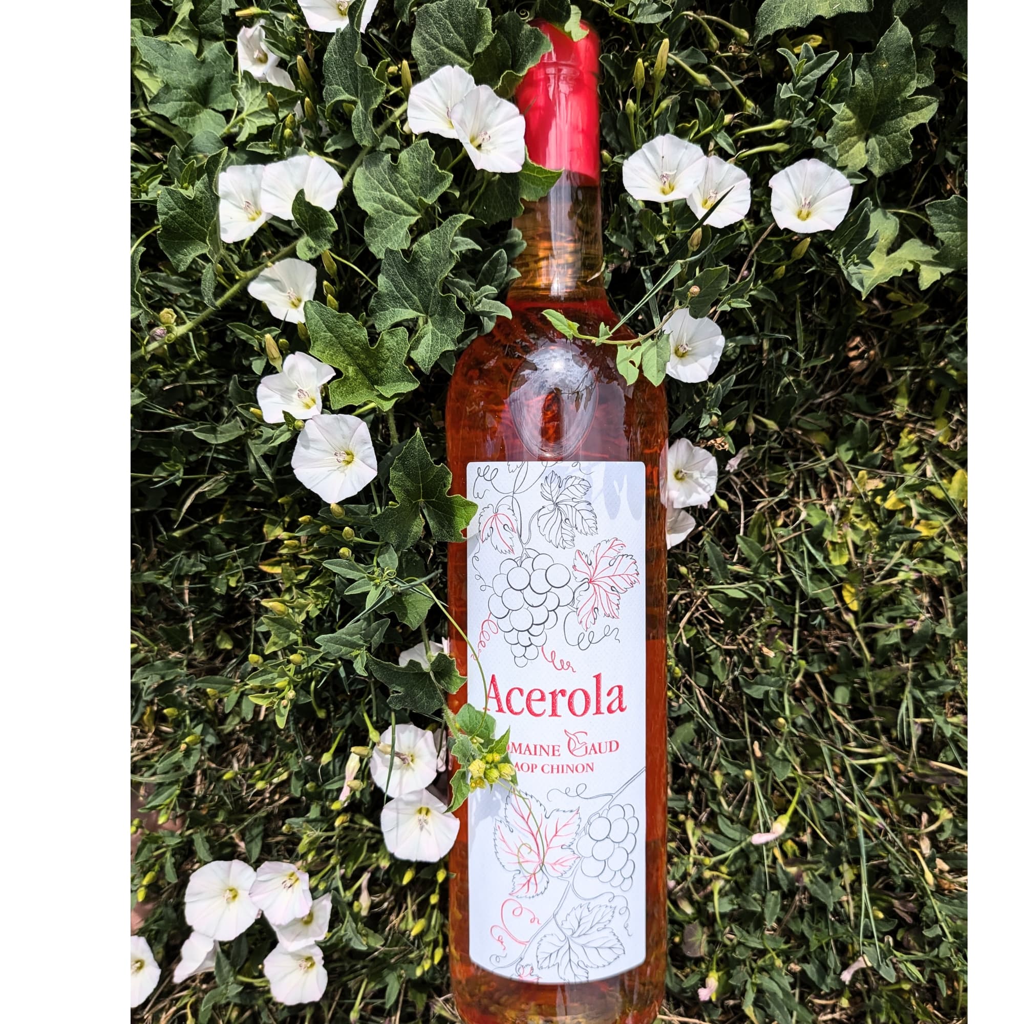 Acérola