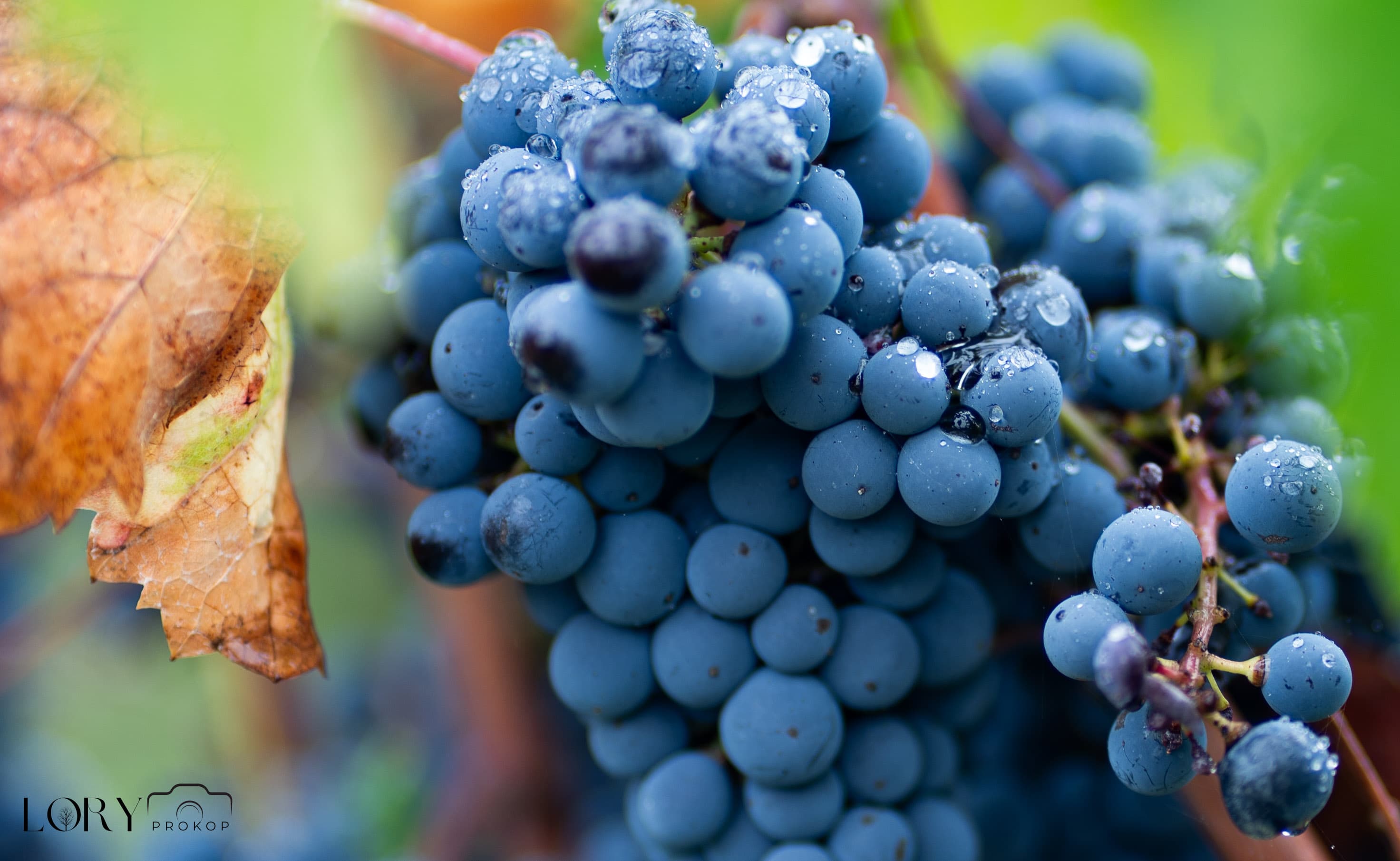 Jeunes vignes