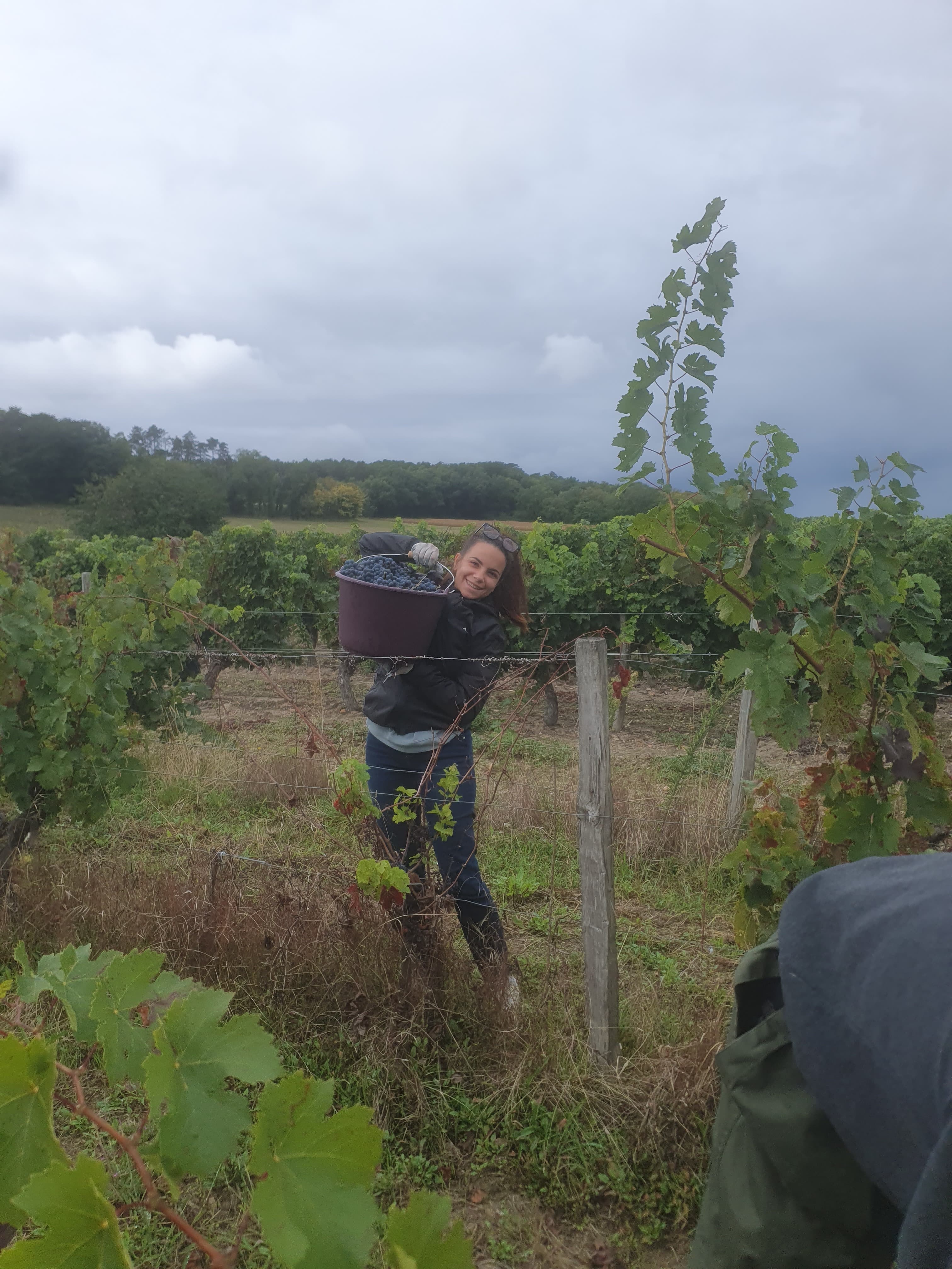 Vendanges manuelles